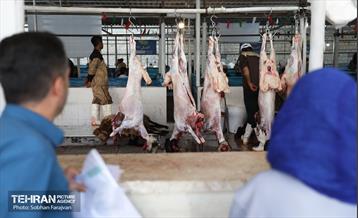مرکز عرضه دام بهداشتی به مناسبت عید قربان 5