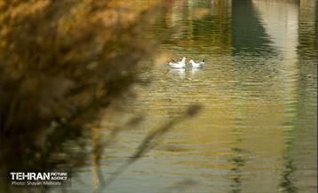 سمفونی رنگ های پاییزی - بوستان رازی 18