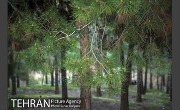 بوستان جنگلی لویزان 2