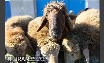 بازار فروش دام در محله طرشت به مناسبت عید قربان 1