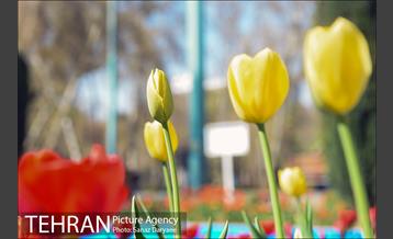 رویش لاله ها در پارک شهر 22