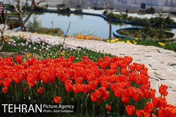 باغ گل لاله های ایرانی در بوستان آبشار تهران‎ 8
