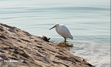کوچ پرندگان مهاجر / شایان محرابی