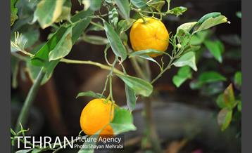 نمایشگاه بین المللی گل و گیاه 36