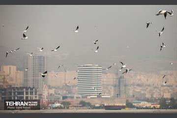 پرندگان مهاجر دریاچه چیتگر 42
