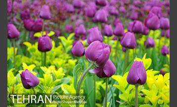 روش گل های لاله در باغ ایرانی 27