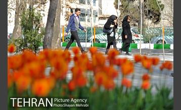 رویش گل های لاله در پارک ملت 24