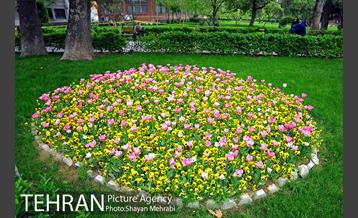رویش گل لاله در پارک شهر 17