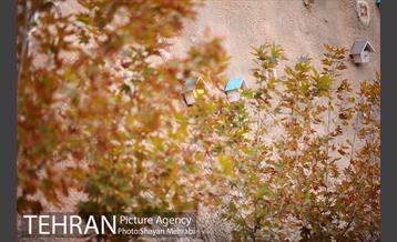 بوستان نهج البلاغه (فاز2) 39