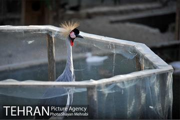 باغ پرندگان تهران 19