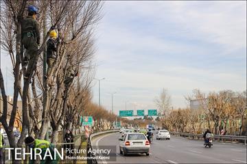 آغاز فصل هرس درختان- 3