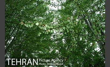 تهران بهاری 11