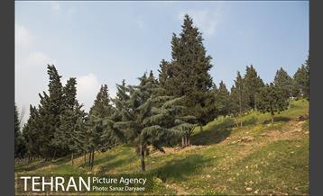 تعطیلی بوستان جنگلی سرخه حصار به منظور پیشگیری از شیوع ویروس کرونا 24