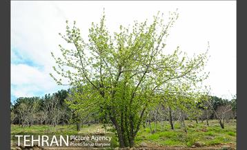 طبیعت بهاری بوستان سرخه حصار‎ 3