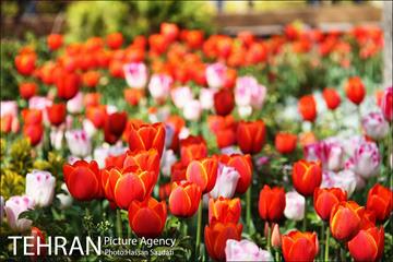 لاله های باغ راه فدک  15
