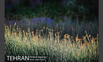 باغ گیاه شناسی ملی ایران  20