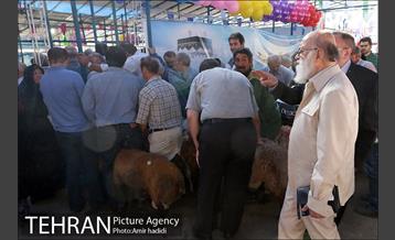 بازدید رییس شورای اسلامی شهر تهران و مدیر عامل سازمان میادین شهرداری تهران از مراکز عرضه بهداشتی دام 2