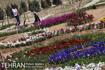 باغ گل لاله های ایرانی در بوستان آبشار تهران‎ 28