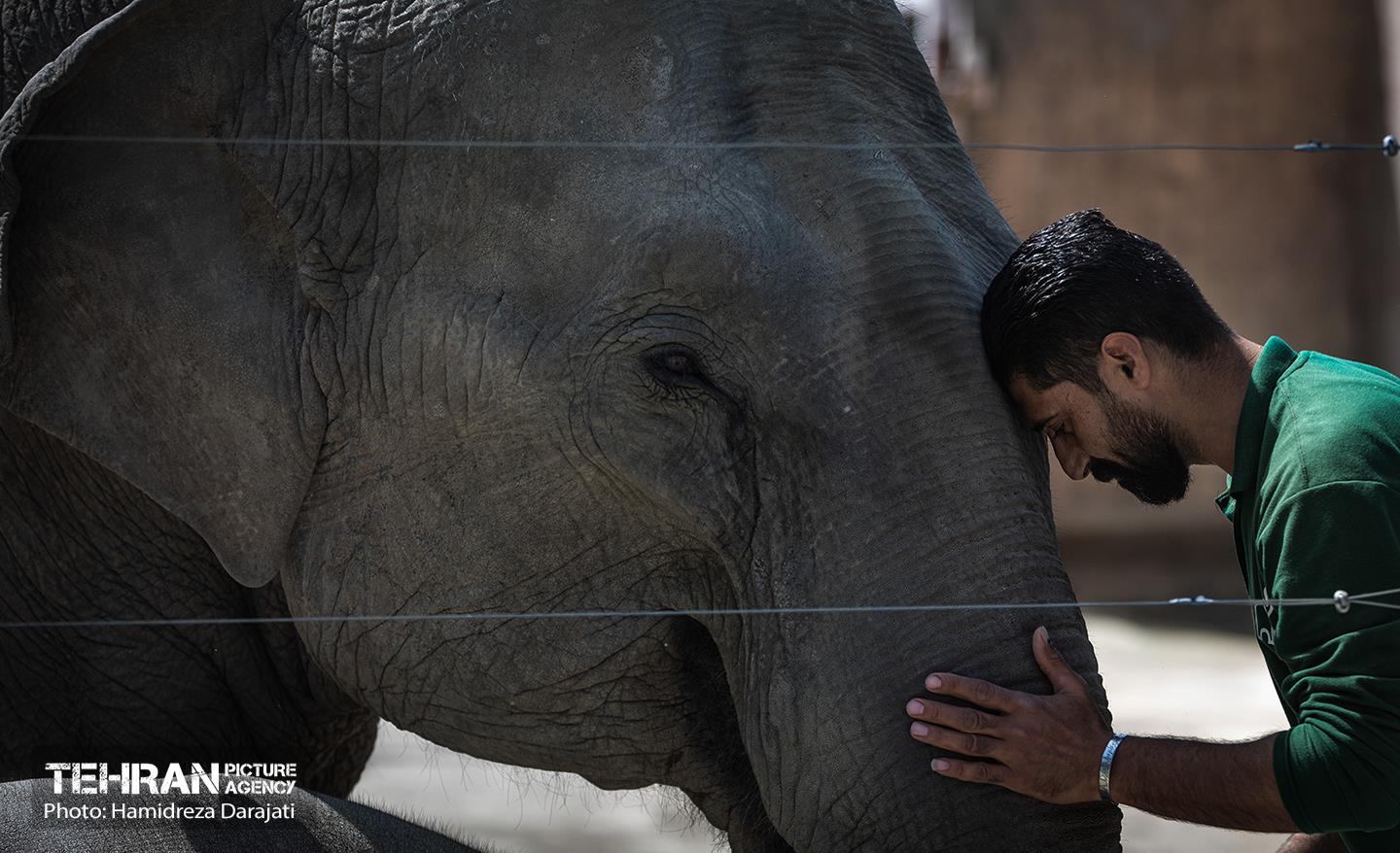 «مایسا» یکساله شد 32