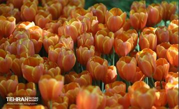 بازدید اصحاب رسانه از باغ ایرانی 13