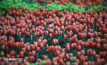 به وقت اردیبهشت؛ باغ ایرانی 29