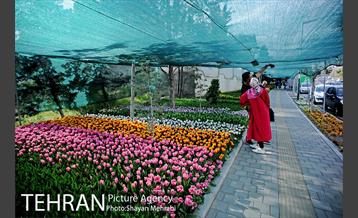 پیاده راه لاله مادران 16