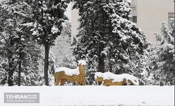 صبح آدینه برفی  36