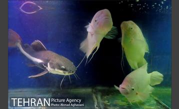 آکواریوم پارک شهر 10