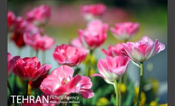 رویش گل های لاله در بوستان ملت 32