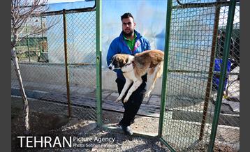 رهاسازی 150 قلاده سگ بدون صاحب  1