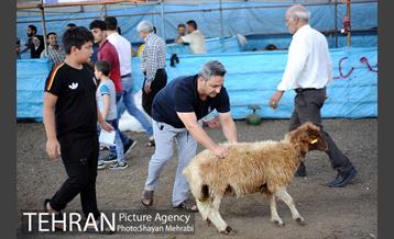 بازدید معاونین شهردار از جایگاه های عرضه دام زنده 16