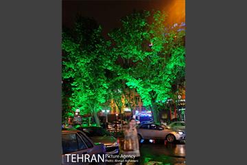 نورپردازی درختان بلوار میرداماد 5