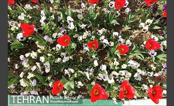 لاله آرایی در منطقه 20