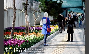 پیاده راه لاله مادران 33