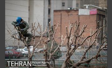 آغاز فصل هرس درختان 26