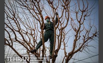 آغاز فصل هرس درختان- 2