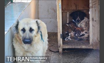 مرکز نگهداری سگ های بدون صاحب  7