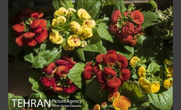 بازار گل شهید محلاتی 4