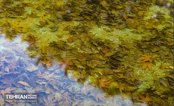 سمفونی رنگ های پاییزی - کاخ سعدآباد 17