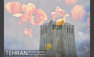 رویش گل های لاله در میدان آزادی 42