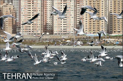 دریاچه شهدای خلیج فارس میزبان کاکاهای مهاجر 1