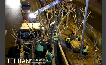 ​جا به جایی درختان گیشا به دلیل ساخت زیرگذر 21