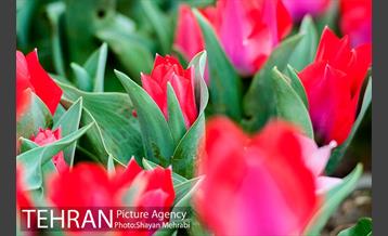 روش گل های لاله در باغ ایرانی 29