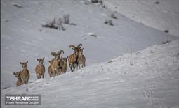 حیات وحش تهران  9