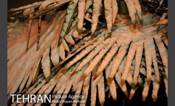 بارش برف در تهران 16