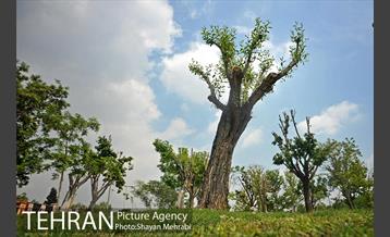 بوستان بعثت 41