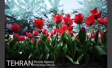 پیاده راه لاله مادران 1