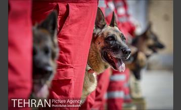 سگ های آنست 8