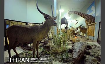 موزه حیات وحش پردیسان 9