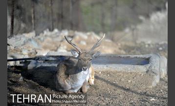 پارک پردیسان 9